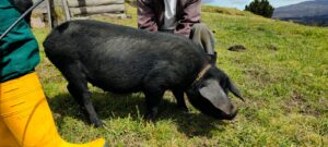 cerdo-criollo-Guamote-Ecuador